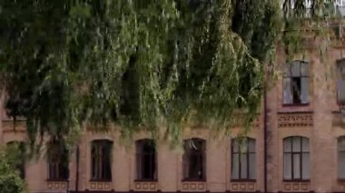 Güzel çırpınan söğüt dalları.