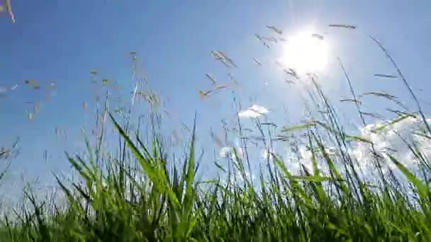 Zelená tráva. — Stock video