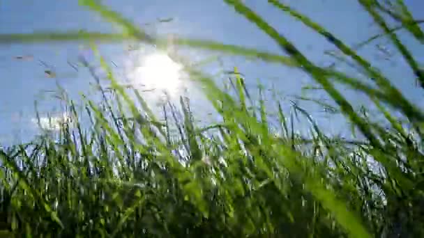 Grass sways on the wind. — Stock Video