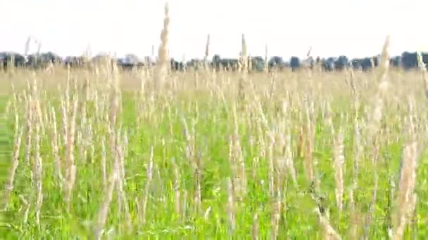 Zomerveld. — Stockvideo