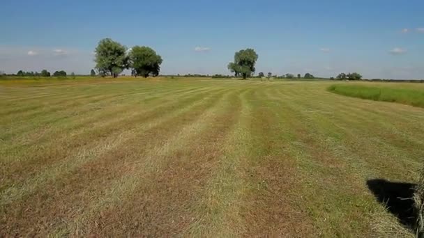 Faire du foin dans une ferme . — Video