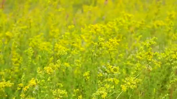 Campo em belas flores amarelas . — Vídeo de Stock