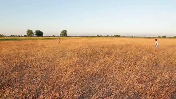 Chłopców grających w polu wieczorem. — Wideo stockowe