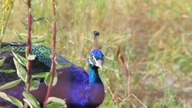 Çimenlerin üzerinde yürüyüş tavus kuşu.