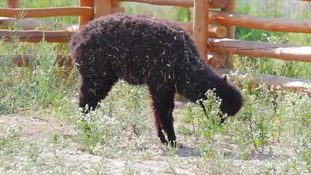 Альпака ест траву . — стоковое видео