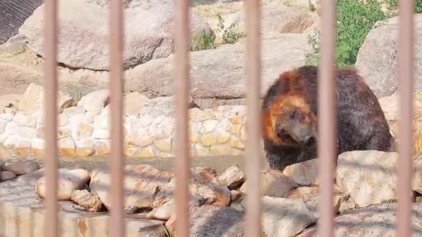 Oso en el zoológico. — Vídeos de Stock