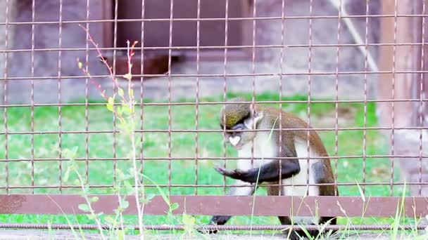 Macaco em um zoológico . — Vídeo de Stock