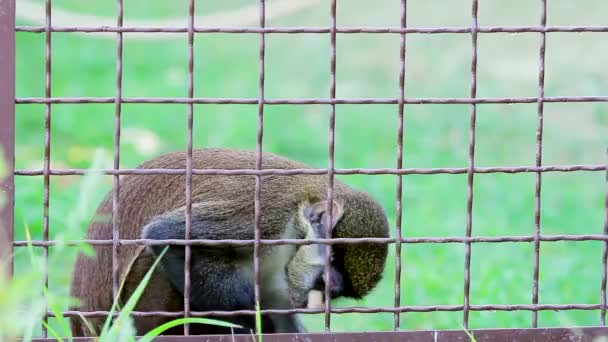 Mono se sienta en una jaula . — Vídeo de stock
