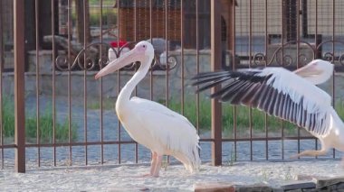 Pelikan için erkek flört.