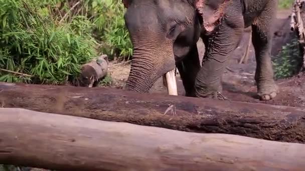 Olifant verplaatsen het houten dek. — Stockvideo