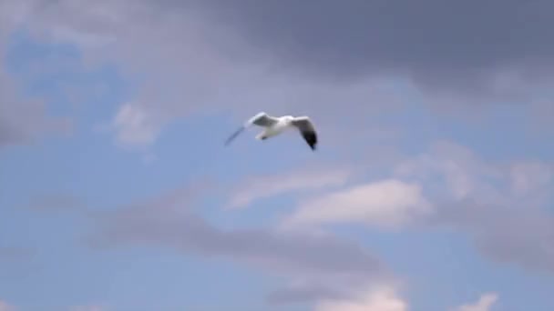 Primer plano de un cormorán volador . — Vídeos de Stock