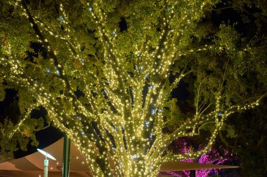 Büyük bir meşe ağacı geceleri sıcak beyaz ip ışıklarıyla kaplıdır. Parlayan dallar parkta hoş bir şenlik ortamı yaratıyor..