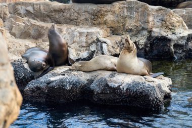 Bir grup deniz aslanı, kayalık kıyılarda dinleniyor. Deniz memelileri doğal bir doğal yaşam alanında birlikte dinlenirler..