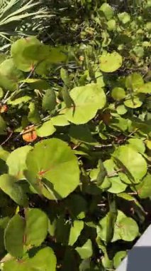 Yuvarlak yeşil deniz yosunları parlak gökyüzünün altında bir kumulun içini dolduruyor. Tahta bir sahil yolu geniş bir kumsala çıkar. Mavi okyanus, yumuşak dalgalar, insanlar ve şemsiyeler..