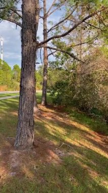 Uzun çam ağaçları sessiz bir park yolu boyunca uzun gölgeler bırakır. Sıcak öğleden sonra ışığı yeşil çimenleri ve desenli kabukları vurguluyor.