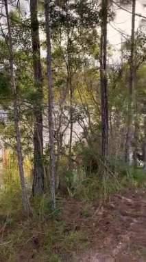 Yoğun Florida ormanları parıldayan göl suyuna bir göz atar. Karışık yapraklar, çam ağaçları ve çalılıklar doğal bir duvar halısı oluşturur..