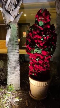 Orlando, Florida - 12.01.2023: Poinsettia gibi giyinmiş bir sanatçı gece ışıkları altında parlayan bir saksının içinde duruyor. Kırmızı yapraklar ve yeşil makyaj tuhaf bir tatil gösterisi yaratıyor..