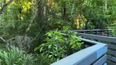 Ağaçlar ve bitkilerle dolu sık yeşil bir ormanda ahşap bir tahta kaldırım esiyor. Güneş ışığı yaprakların arasından geçer. Huzurlu bir doğa yürüyüşü yaratır..