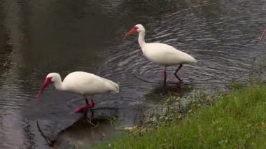 İki beyaz sarmaşık, nehir kıyısında sakin ve sığ sularda yiyecek arıyor. Kırmızı gagaları ve bacakları kara dalgalı suya karşı duruyor..