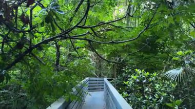 Dar bir tahta kaldırım yemyeşil bir ormanın içinden geçiyor. Ağaç dalları ve yapraklar barışçıl bir doğal tünel oluşturur..