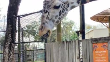Hayvanat bahçesinin beslenme alanındaki ahşap bir çitin üzerinden sarkan bir zürafa. Zincir halkalı çitler, ağaçlar ve beslenme kuralları..
