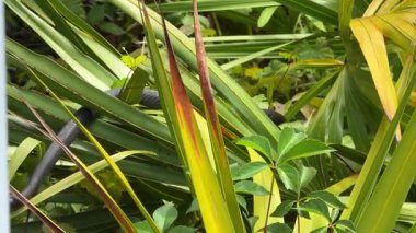 Siyah bir yılanın uzun bedeni kalın yeşil palmiye yaprakları ve bitkilerin arasında süzülür. Güneş ışığı, sürüngenlerin karanlık pullarını ve etrafındaki yemyeşil tropikal bitkileri vurgular..