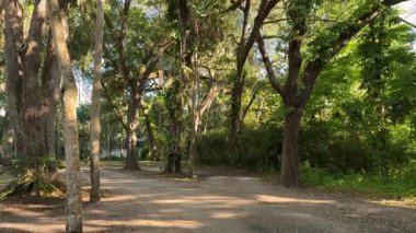 Sessiz bir orman parkında uzun ağaçlar ve yemyeşil yapraklar arasında uzanan toprak bir patika. Sıcak güneş ışığı gölgeliklerden süzülerek barışçıl bir doğa sahnesi yaratır..