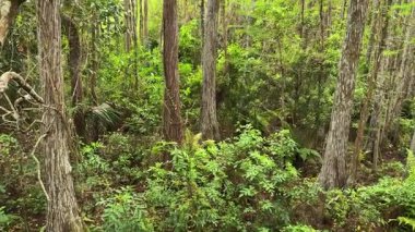 Uzun ağaçlar ve gür yeşil çalılıklardan oluşan sık bir orman Florida 'nın sulak arazisini doldurur. Eğreltiotları, sarmaşıklar ve yemyeşil bitki örtüsü vahşi bir doğal yaşam alanı yaratır..