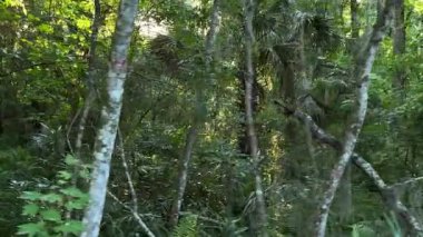 Kalın yeşil orman bitkileri çerçeveyi ağaçlar, sarmaşıklar ve eğreltiotlarıyla doldurur. Güneş ışığı, yoğun tropikal yaprakların arasından yavaşça süzülür..