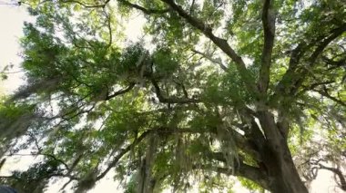 Dev canlı bir meşe ağacı dallarını ve yeşil yapraklarını parlak gökyüzüne yayar. Uzun İspanyol yosunları tepe örtüsünden sarkıyor ve güney ormanı atmosferi yaratıyor..