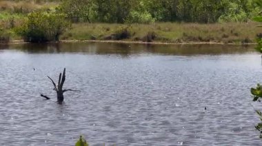 Sakin bir göl, yeşil kıyıya yakın dalgalanan sulardan sarkan bir dalda süzülen güneş ışığını yansıtır. Göl kenarındaki ağaçlar, çalılar ve bataklık otları huzurlu bir sulak arazi oluşturur..