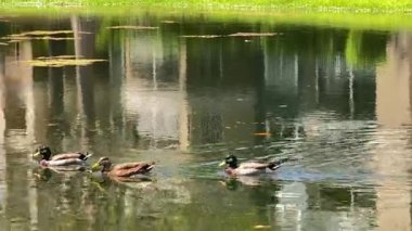 Üç ördek sudaki yumuşak yansımalarla sakin bir gölette birlikte yüzerler. Yeşil çimenler ve bina yansımaları huzurlu bir vahşi yaşam ortamı yaratıyor..