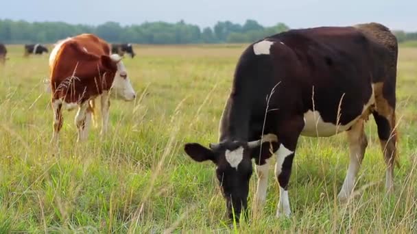 Fazenda de vacas na aldeia . — Vídeo de Stock