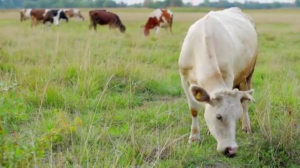 Корова їсть траву . — стокове відео