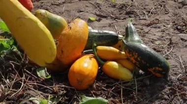 Yerde yatan kabak yığını.