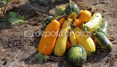 Ziraat Mühendisi bahçede kabak toplamak.