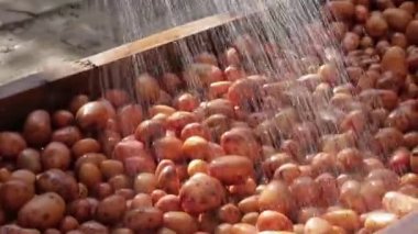 Çiftçi yıkama patates.