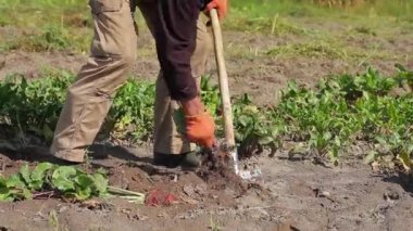 Çiftçi damlama pancar.