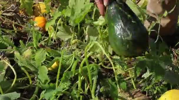 Урожай в селі . — стокове відео