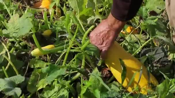 Agricultor recolhe a colheita . — Vídeo de Stock