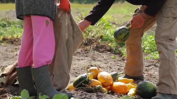 Fermier pose les courgettes dans le sac . — Video