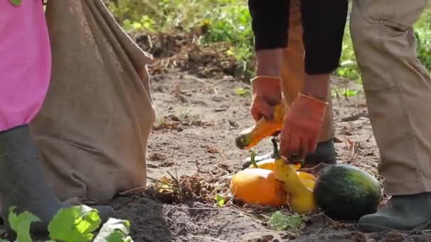 Cosecha en la granja . — Vídeo de stock