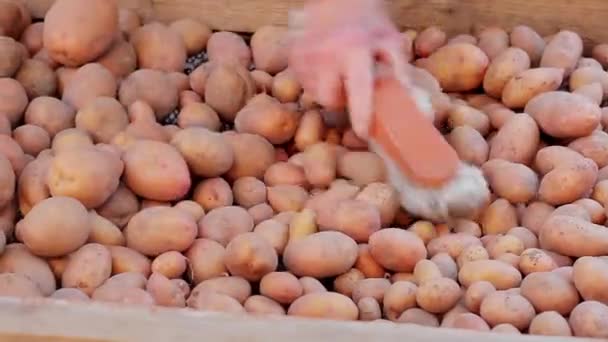 Abuelo ordenando las papas. Agricultor . — Vídeo de stock