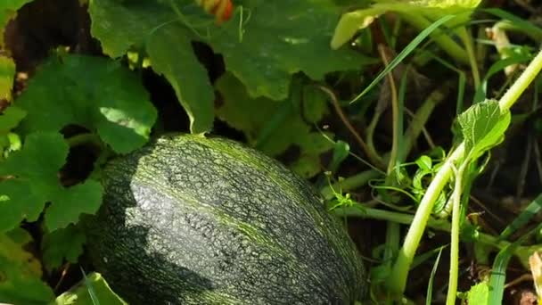 Zucchini rostoucí na zahradě. — Stock video
