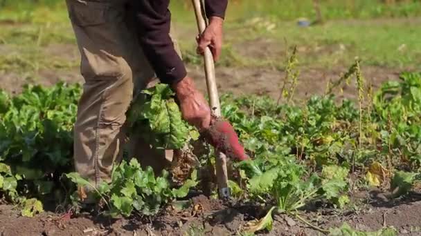 The old man harvests. — Stock Video