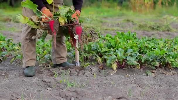 Landbouwingenieur oogsten. Oogst suikerbieten. — Stockvideo