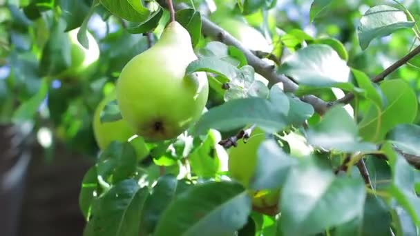 Großvater pflückt Birne in seinem Garten. — Stockvideo