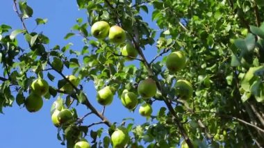 Ağaçta sallanan armutlar.