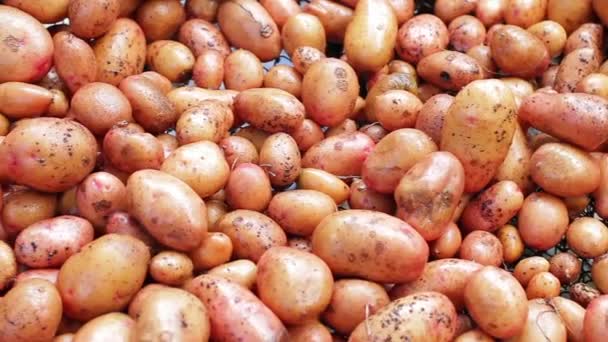 Čisté seřazené brambory. — Stock video