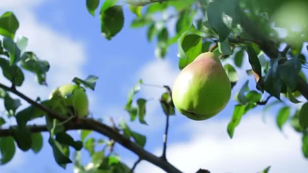 Pear hanging on the tree. — Stock Video